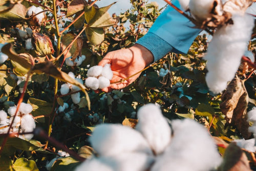 Health and Environmental Benefits of Cotton