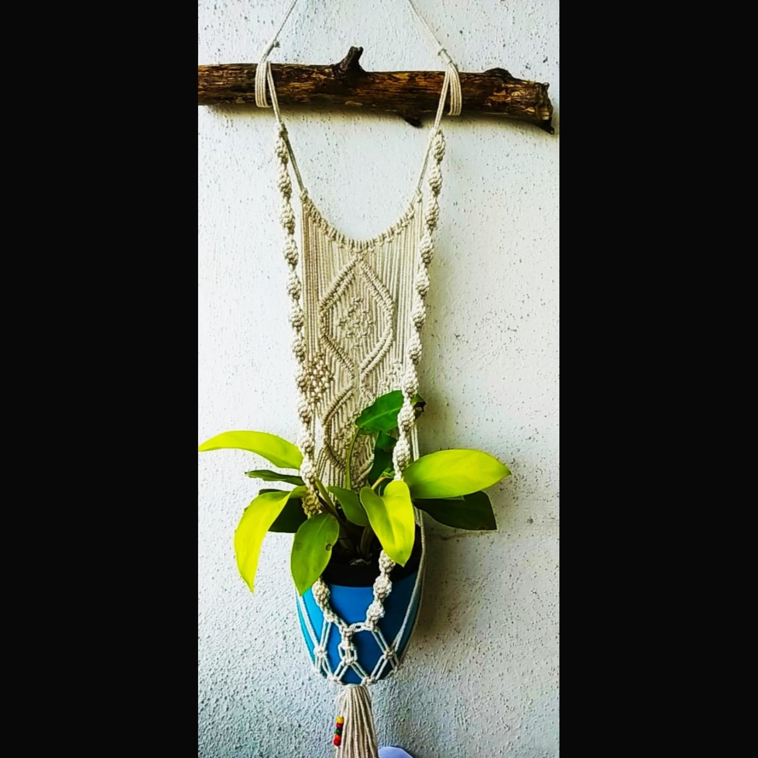White Macrame Wall Hanging Pot Holder With Cotton Thread And Drift Wood-Indiehaat